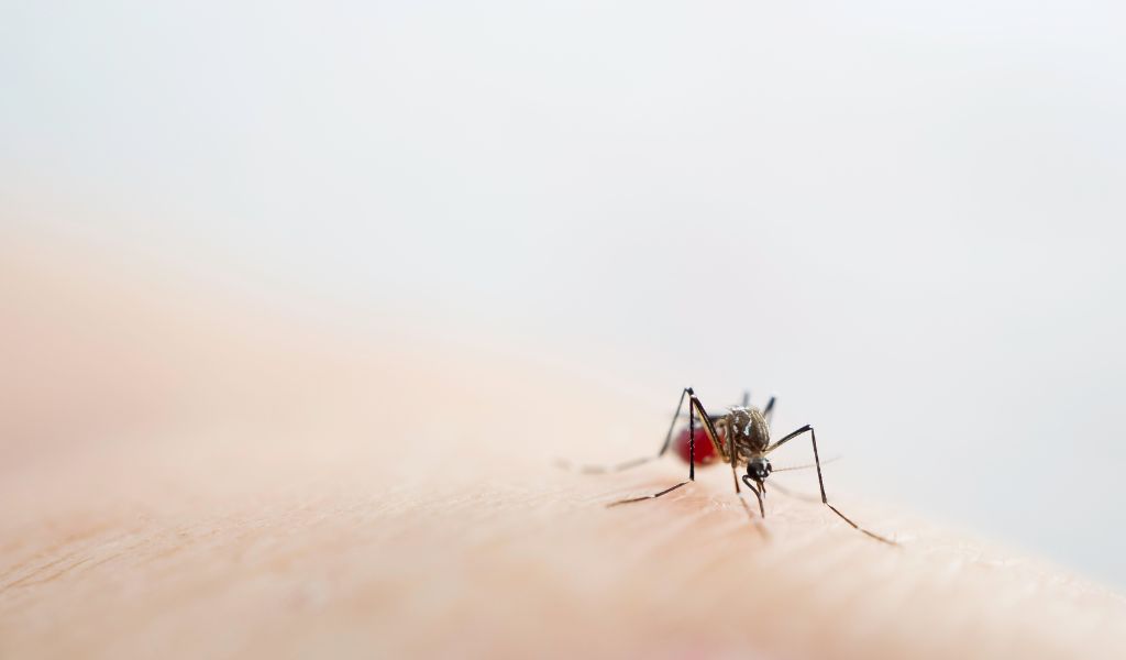 Dengue hemorrágica sintomas e tratamento Blog Nav Dasa