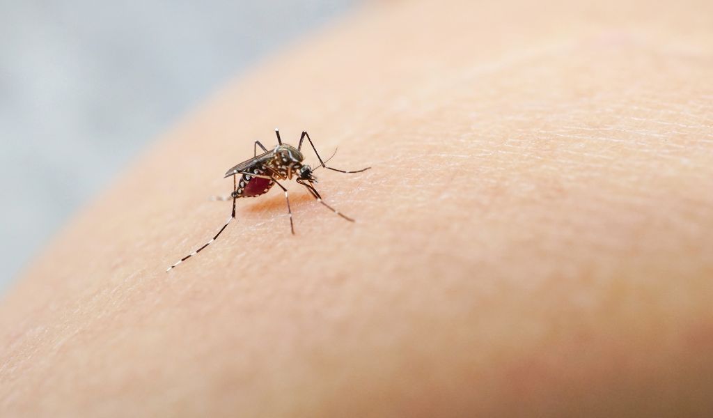 Dengue