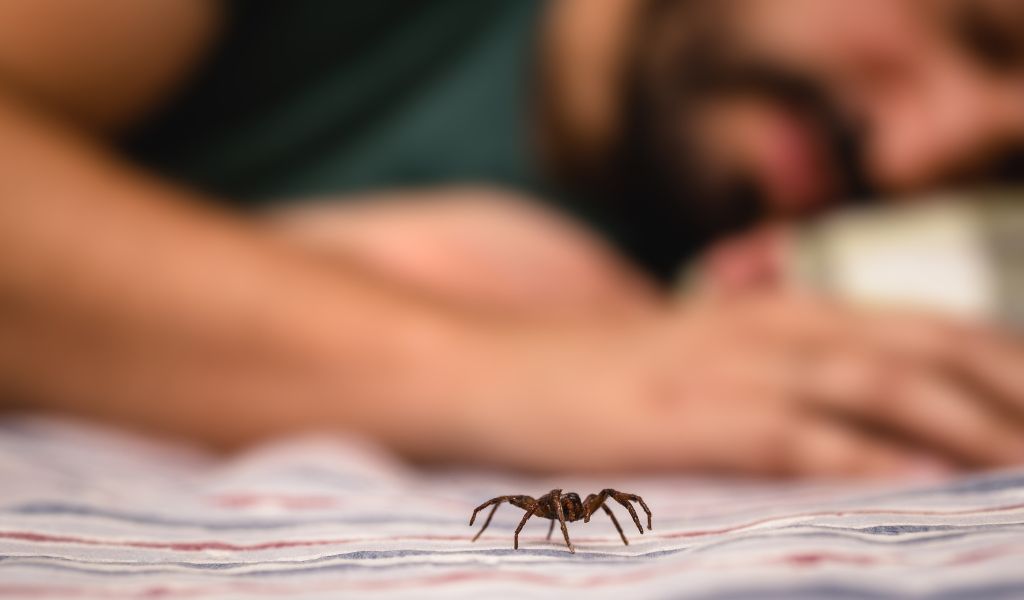 Picada de aranha: sintomas, o que fazer e como identificar se é venenosa