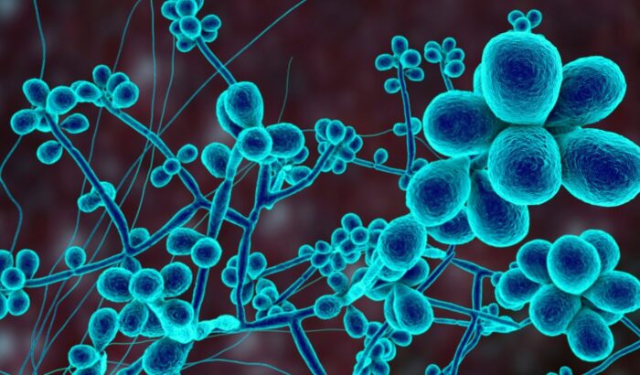 Esporotricose humana: sintomas e tratamento | Blog Nav Dasa