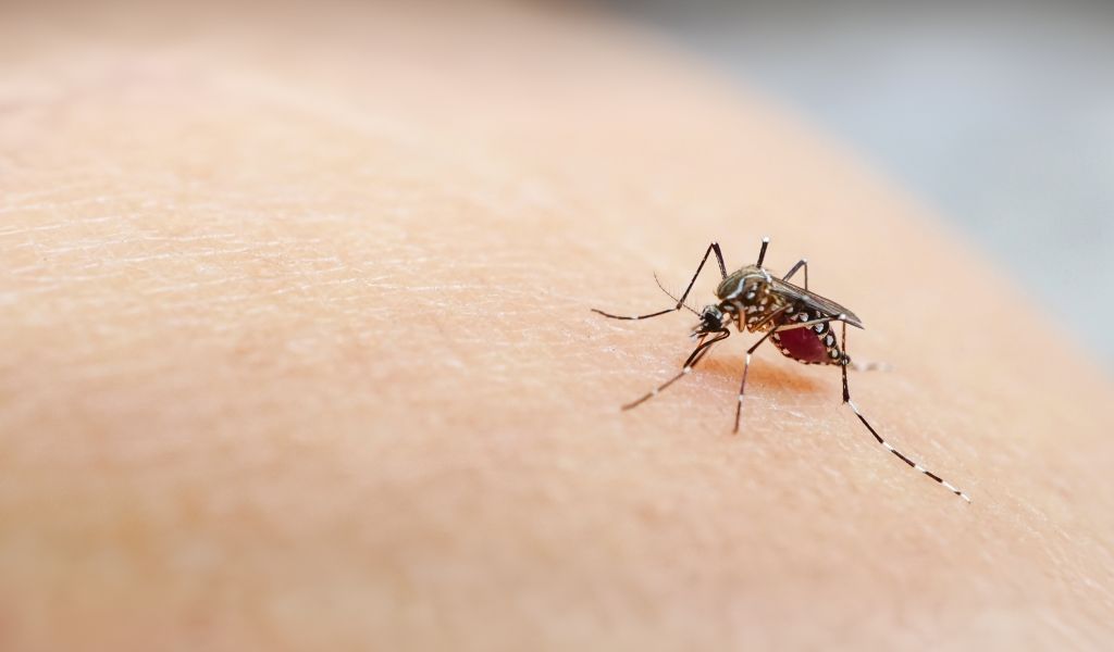 Chikungunya: veja fases da doença e como prevenir