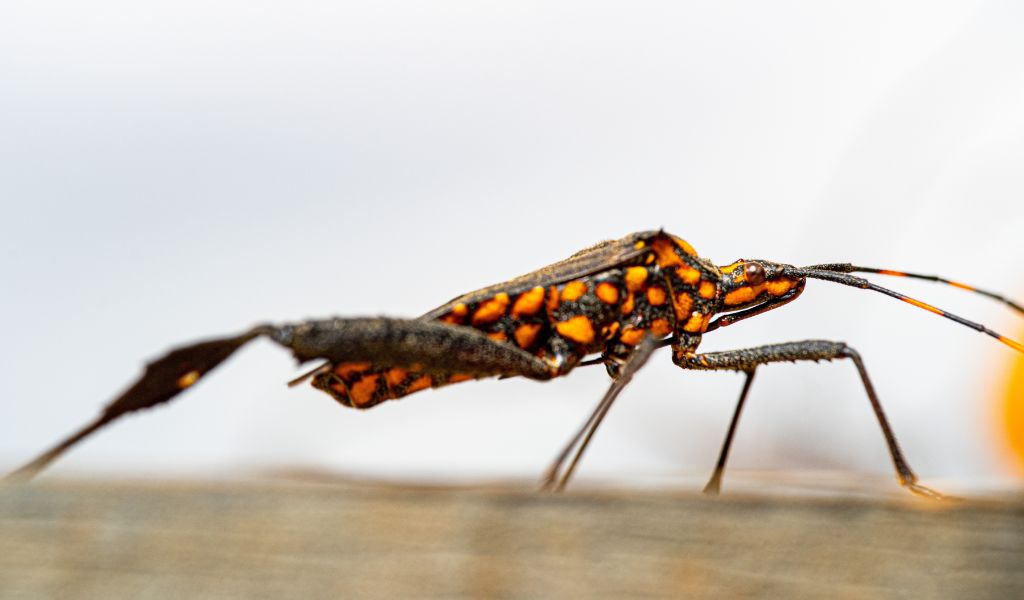 Doença de Chagas: quais as causas e como tratar?